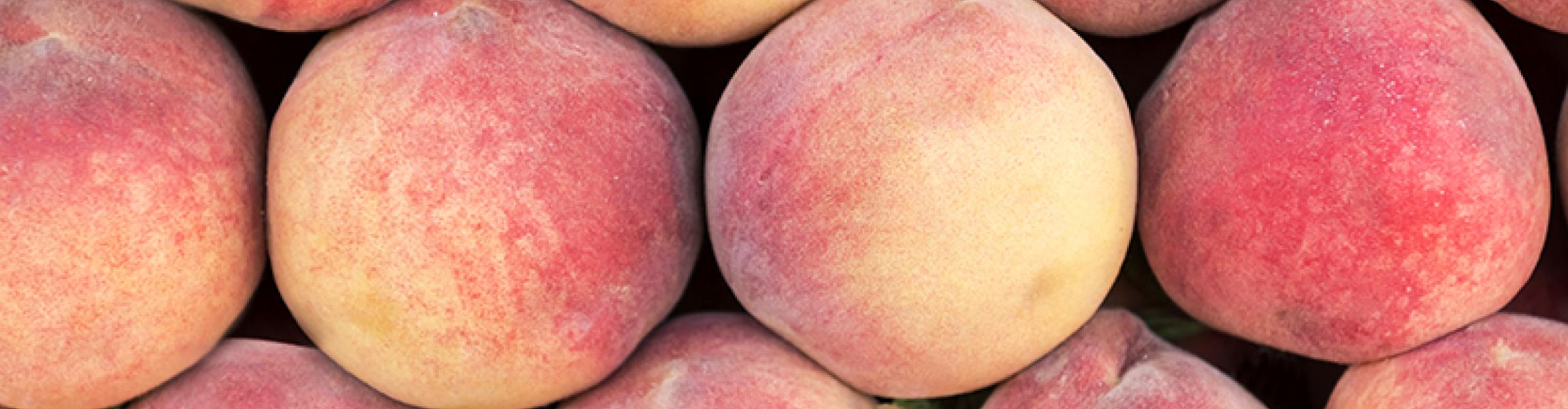 Steenfruit